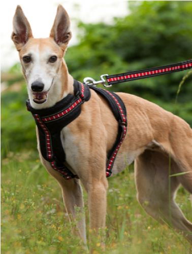 Bungee Shock Absorbing Dog Leash - Ezydog Zero Shock Dog Leash (500x500), Png Download