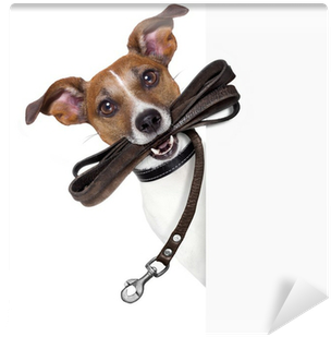 Dog Asking For A Walk (400x400), Png Download