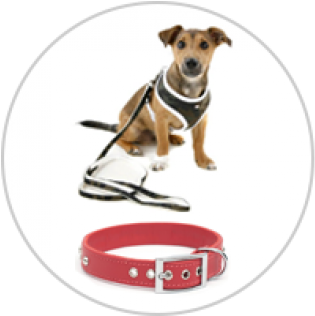 Dog Harness And Lead (600x315), Png Download