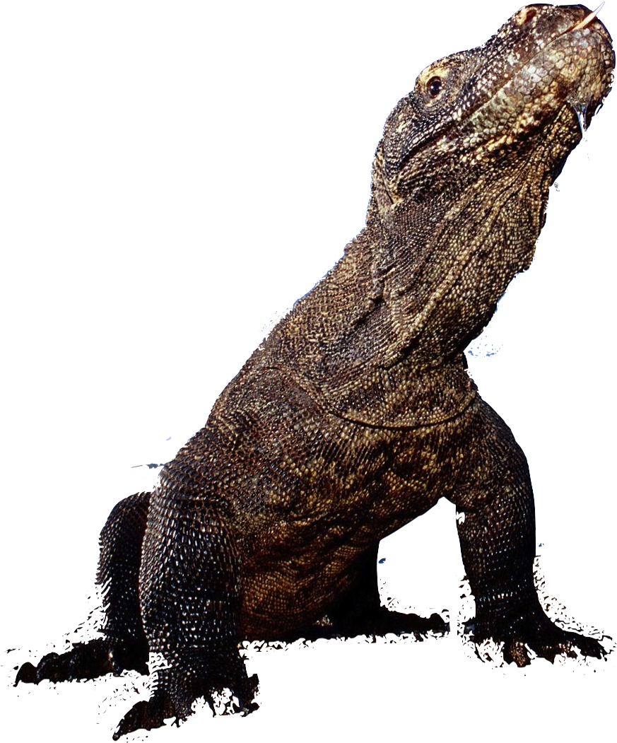 Komodo - Komodo Png (893x1076), Png Download