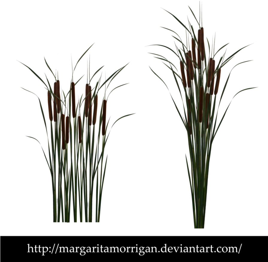 Reed Png - Reeds Png (894x894), Png Download