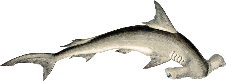 800px-sphyrna Lewini Gervais Copy - Hammerhead Shark No Background (800x327), Png Download