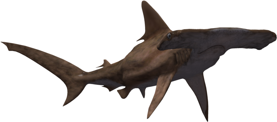 Hammerhead Shark 07 By Wolverine041269 On Deviantart - Hammerhead Shark White Background (1024x639), Png Download