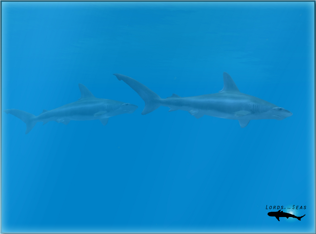 Smooth Hammerhead Shark - Squaliformes (1077x1077), Png Download