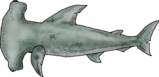 We Need To Go Deeper Shark (626x304), Png Download