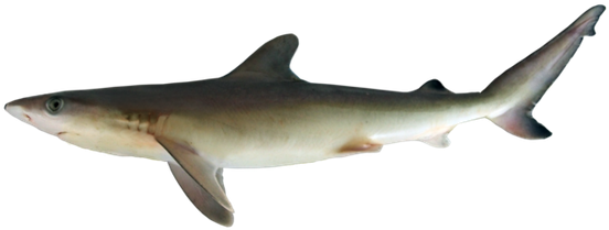 Tiger Shark (620x241), Png Download