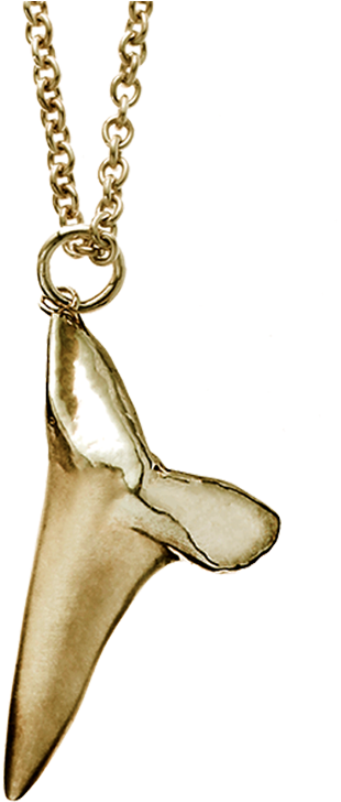 Free Rapper Gold Chain Png - Shark Tooth Necklace Png (800x800), Png Download