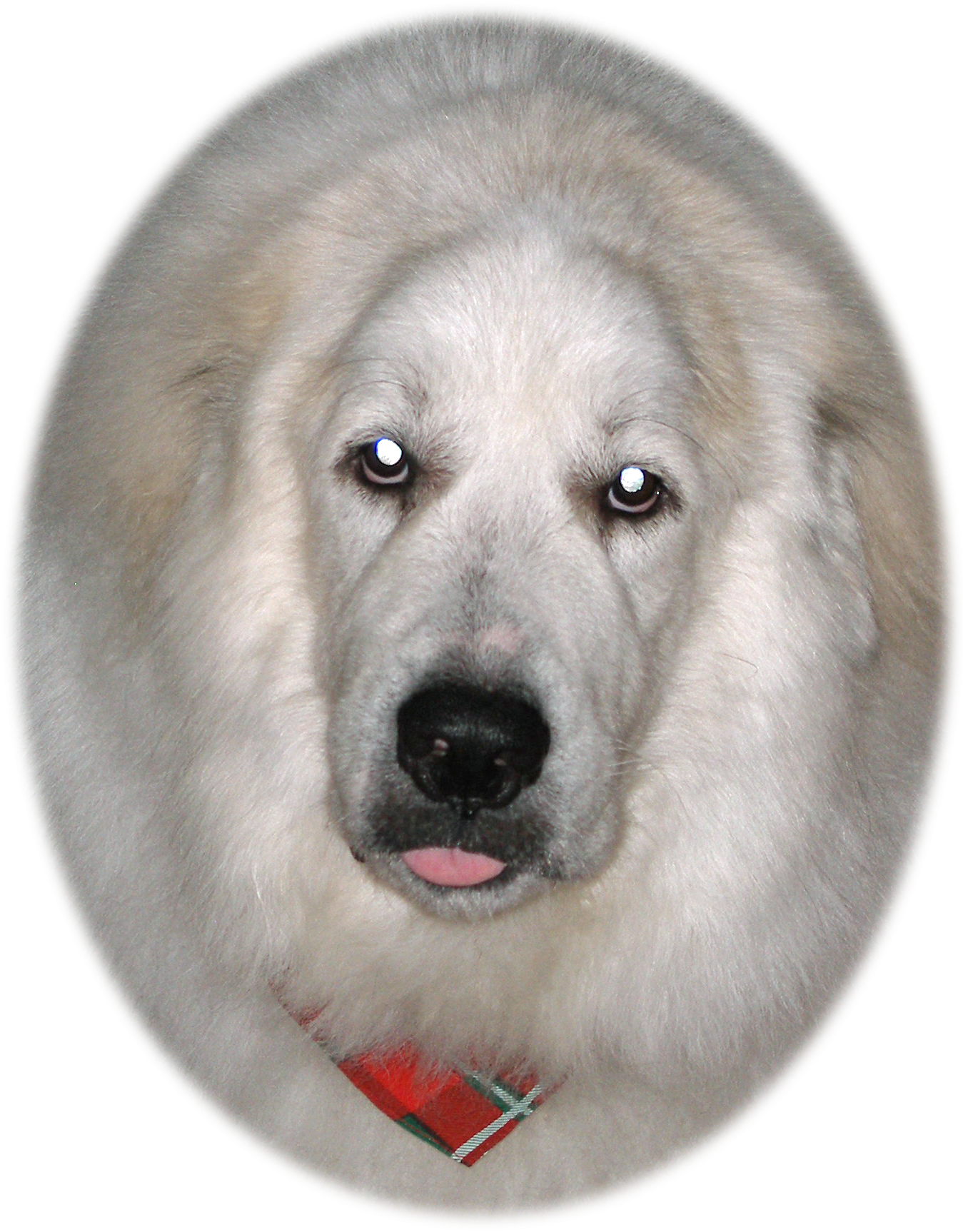 A Message From Justme - Dog (1368x1822), Png Download