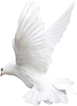 Flying Dove Png - Goodnight Sweet Dream 3d (465x500), Png Download