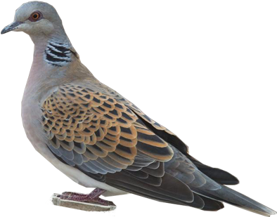 European Turtle-dove - Stock Dove (400x400), Png Download