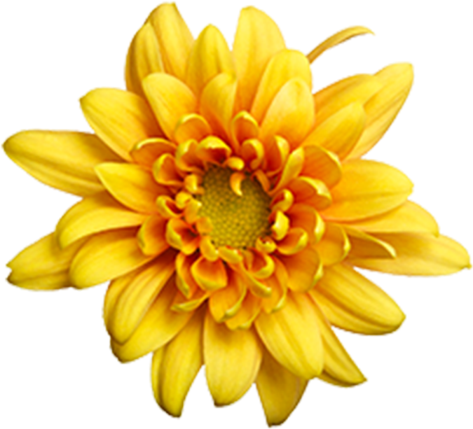 Butterscotch Daisy Paloma Butterscotch Daisy Paloma - Chrysanthemum (800x800), Png Download