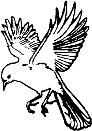 Bird-outline - Out Line Drawing Birds (400x461), Png Download