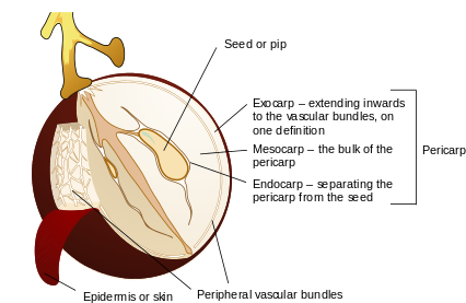 Graphic Freeuse Stock Berry Botany Wikipedia Diagram - Berry Pericarp (440x290), Png Download