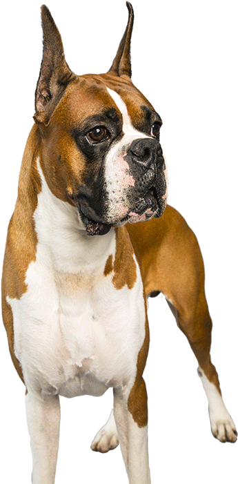Learn All About The Boxer By Clicking The Image Of - Boxer (1170x780), Png Download