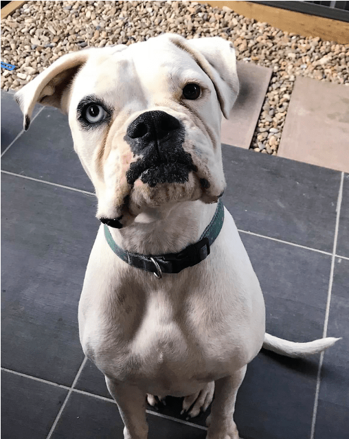 Boxer (638x638), Png Download