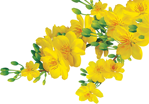 Hoa Mai - Hoa Mai Png (500x350), Png Download