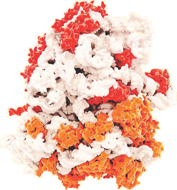 At Nyu Langone, Researchers Are Constantly Innovating - Ribosomas (604x646), Png Download