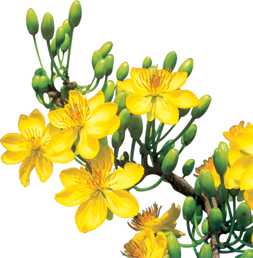 Hoa Mai - Apricot Blossom Yellow (366x373), Png Download
