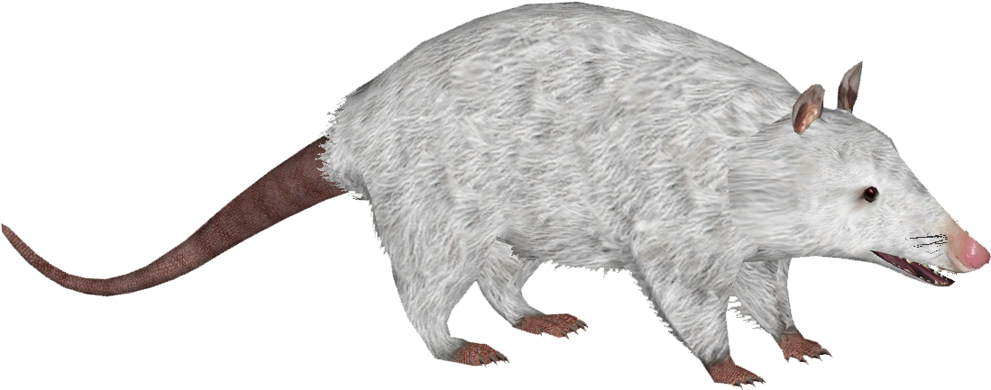 Virginia Opossum 4 - Wiki (1098x1098), Png Download