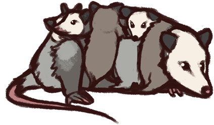 Opossums - - Possum (500x342), Png Download