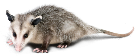 Animal Restoration Opossum In Knoxville, Tn - Do You Get Rid Of Possums (596x253), Png Download