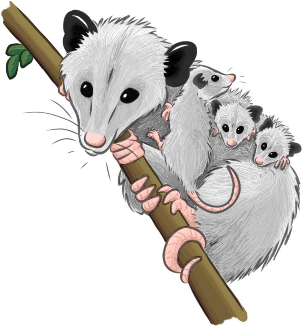 Registration - Cat Grabs Treat (1080x1441), Png Download