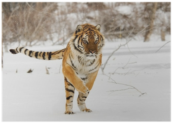 Tigre Saltando (400x400), Png Download