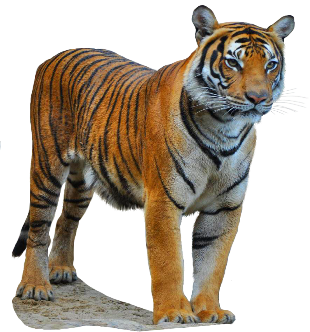 Drawn Tiger South China Tiger - South China Tiger (1181x1181), Png Download