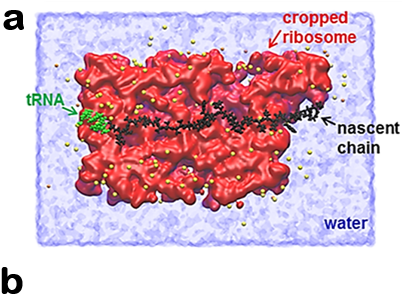 A Molecular Tug Of War Takes Place That Affects The - Protein (426x345), Png Download