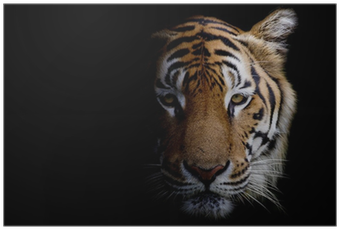 Tiger Face Black Background (400x400), Png Download