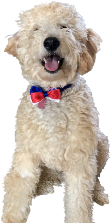 Animaldog Wearing Red White And Blue Bow - Companion Dog (646x804), Png Download