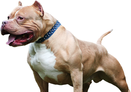 Pitbull Chamuco (421x295), Png Download