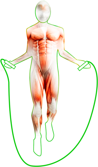 Pblx Jump Rope - Skipping Rope (800x556), Png Download