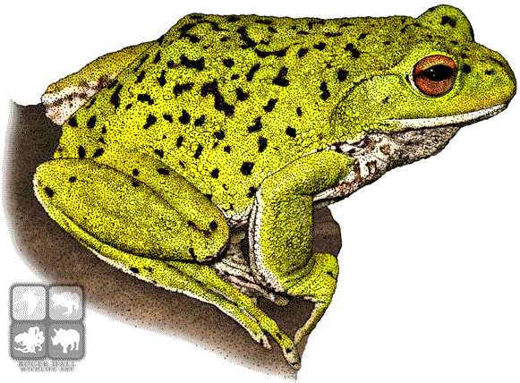 Png Royalty Free Library Bullfrog Drawing Pen - Forest Green Tree Frog Mug (590x437), Png Download
