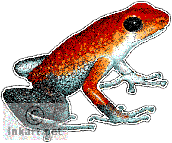 Poison Dart Frog Png Picture - Poison Dart Frog (570x475), Png Download