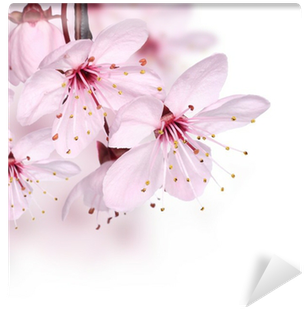 Cherry Blossom Border Design (400x400), Png Download