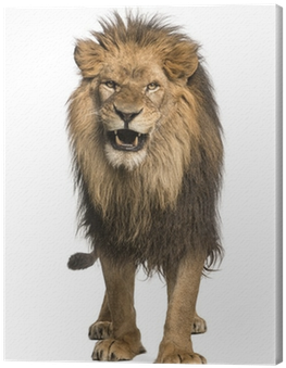 Front View Of A Lion Roaring, Standing, Panthera Leo - Lion Roaring (400x400), Png Download