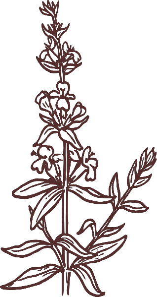 Plant Clipart Black And White Strawberry Plant Clipart - Hyssop Drawing (318x599), Png Download