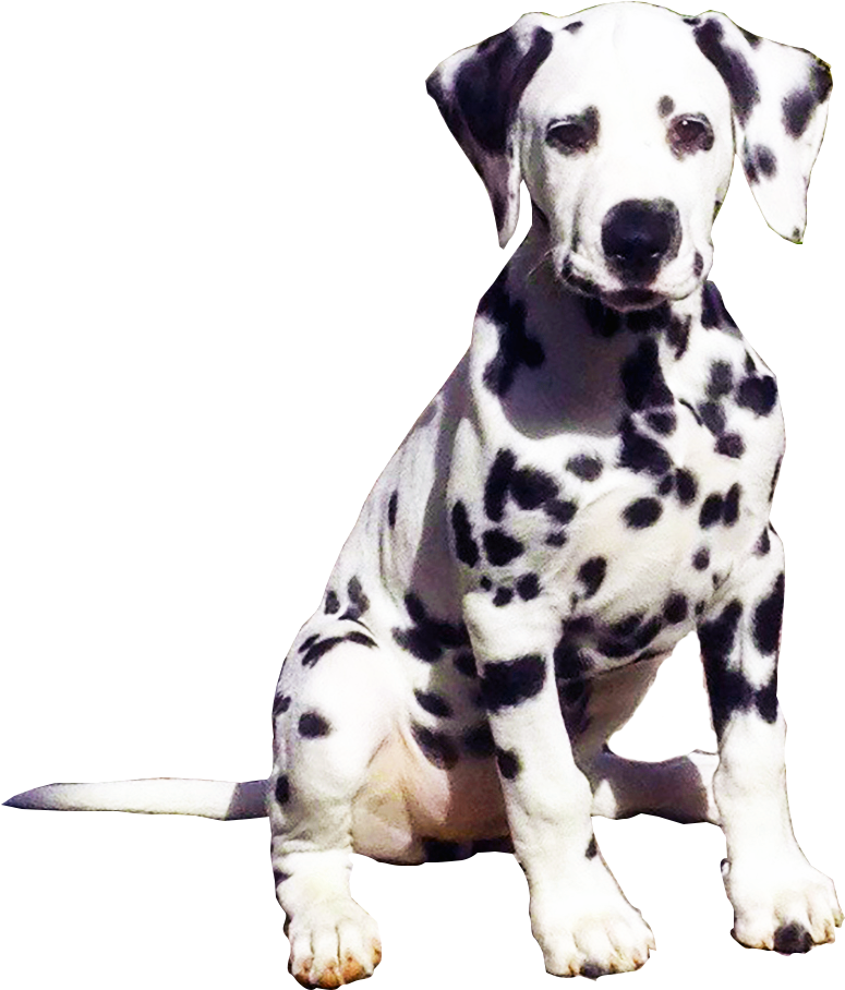 Donate Today - Dalmatian Png (871x1055), Png Download