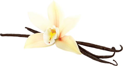 The Word Vanilla, Derived From The Diminutive Of The - Gu Energy - Gu Energy Gel 20mg Caffeine Vanilla Bean (474x256), Png Download