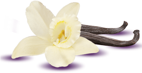Post Navigation - Single Vanilla Flower Transparent (500x500), Png Download