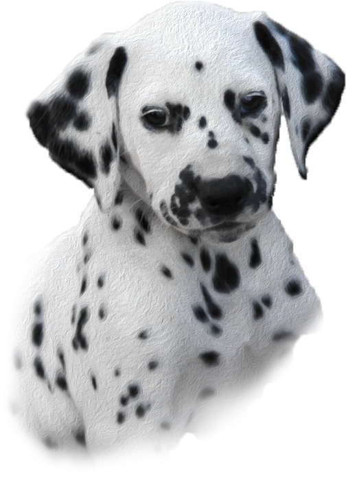 Welcome To Visit Our Website - Dalmatian Puppy Png (565x750), Png Download