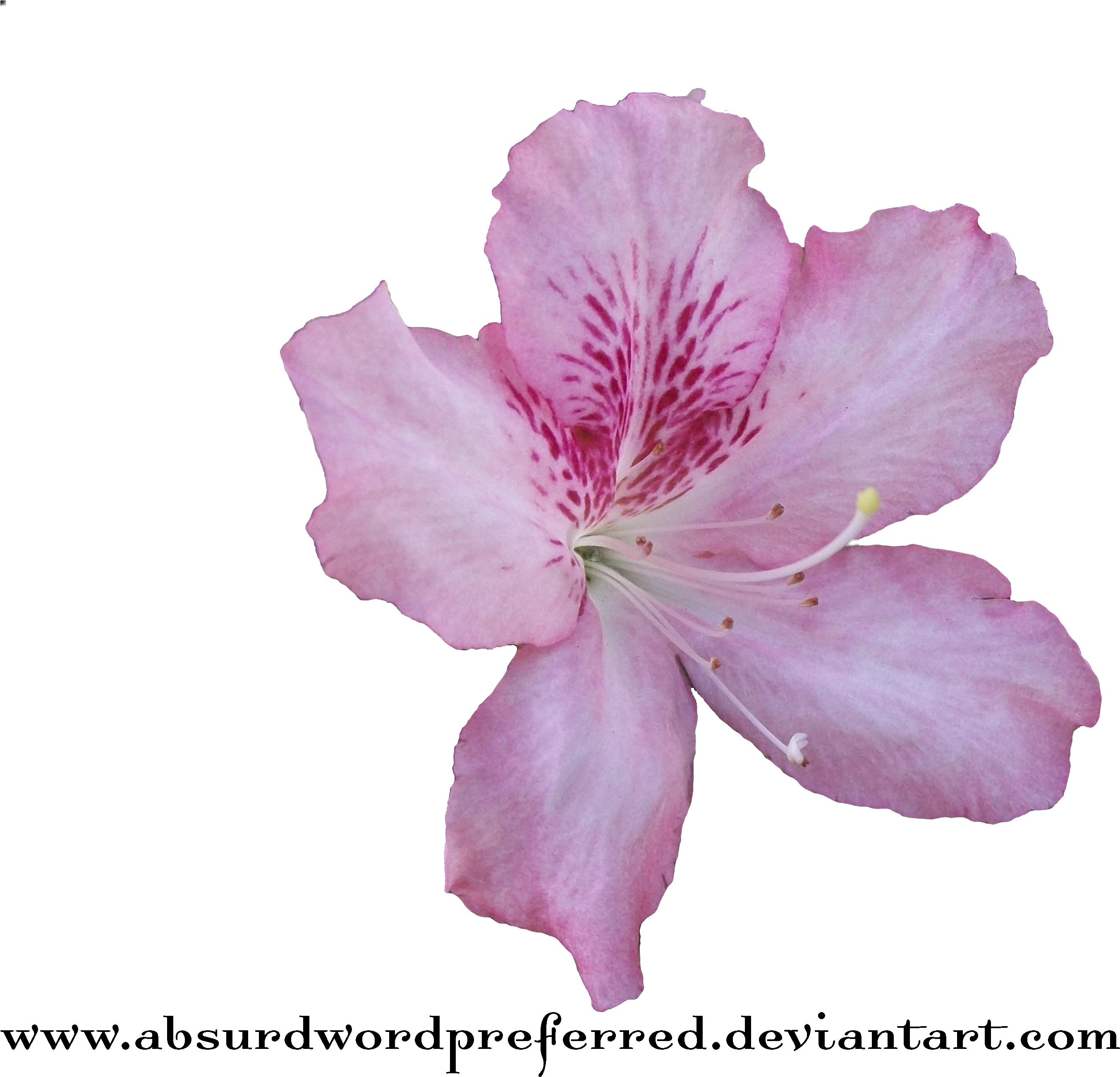 Image Black And White Clip Art Crown Transprent - Azalea Flower Png (3472x2604), Png Download