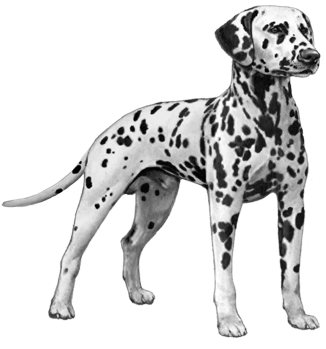 Ear Muzzle Tail - Dalmatian Dog Counted Cross Stitch Pattern (450x360), Png Download