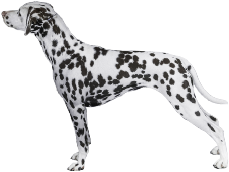 Dalmatian Breed Course - Dalmatian Dog (480x348), Png Download