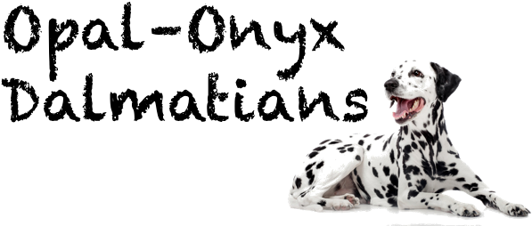 Dalmatian Firehouse Dog Png (662x282), Png Download