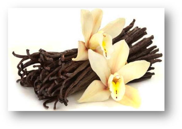 Vanilla And Synthetic Biology - Vanilla Flower (607x435), Png Download