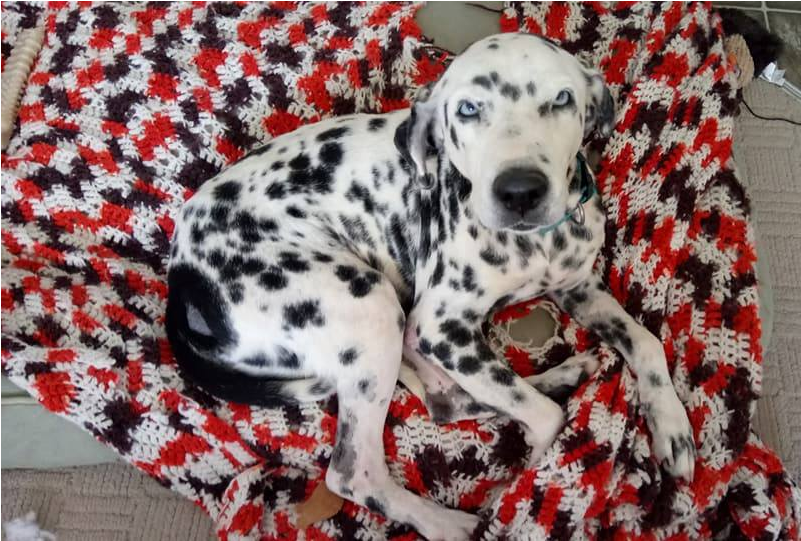 Dalmatian (800x750), Png Download