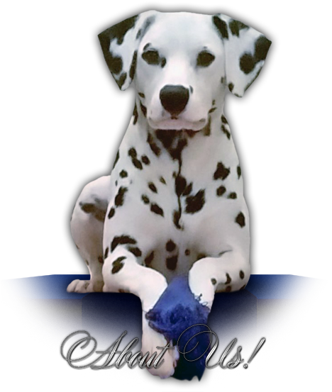 Welcome To The Home Of Estate Dalmatians - Dalmatian (467x561), Png Download