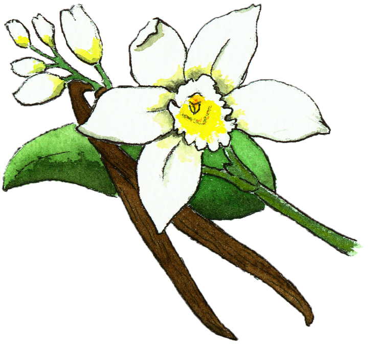 Vanilla Bean Flower Illustration (800x800), Png Download